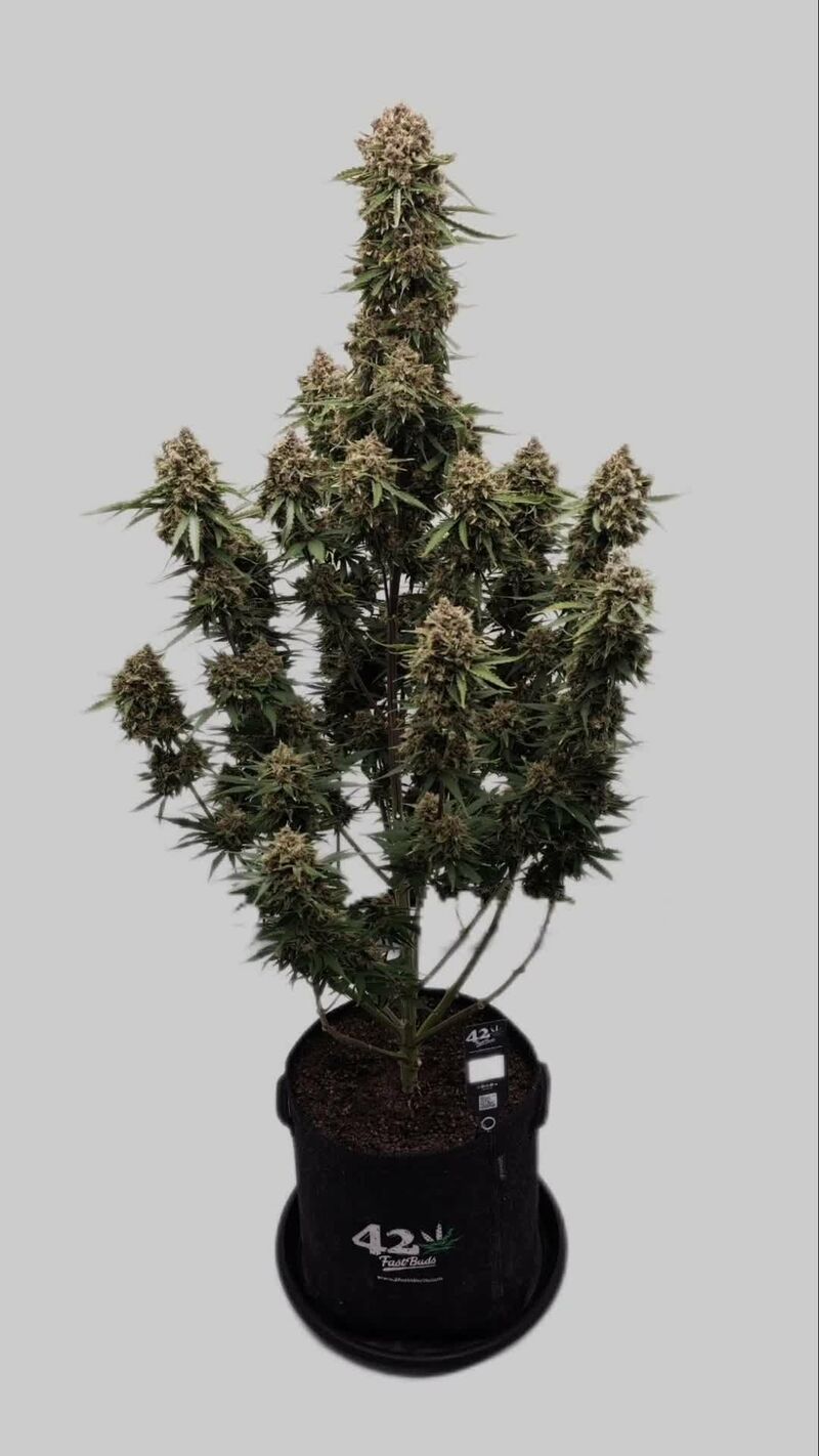 Guava Auto, Фасовка: 5, изображение 17